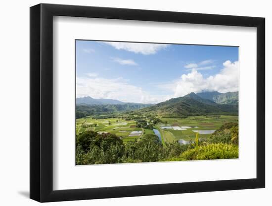 Taro Fields in Hanalei National Wildlife Refuge, Hanalei Valley, Kauai, Hawaii-Michael DeFreitas-Framed Photographic Print