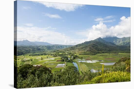 Taro Fields in Hanalei National Wildlife Refuge, Hanalei Valley, Kauai, Hawaii-Michael DeFreitas-Stretched Canvas