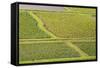 Taro Fields in Hanalei National Wildlife Refuge-Michael DeFreitas-Framed Stretched Canvas