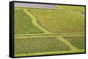 Taro Fields in Hanalei National Wildlife Refuge-Michael DeFreitas-Framed Stretched Canvas