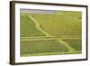 Taro Fields in Hanalei National Wildlife Refuge-Michael DeFreitas-Framed Photographic Print