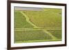 Taro Fields in Hanalei National Wildlife Refuge-Michael DeFreitas-Framed Photographic Print