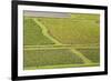 Taro Fields in Hanalei National Wildlife Refuge-Michael DeFreitas-Framed Photographic Print