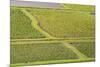 Taro Fields in Hanalei National Wildlife Refuge-Michael DeFreitas-Mounted Photographic Print