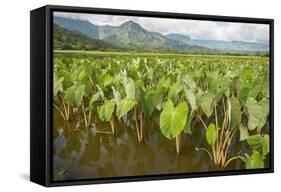 Taro Fields in Hanalei National Wildlife Refuge-Michael DeFreitas-Framed Stretched Canvas