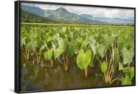 Taro Fields in Hanalei National Wildlife Refuge-Michael DeFreitas-Framed Photographic Print