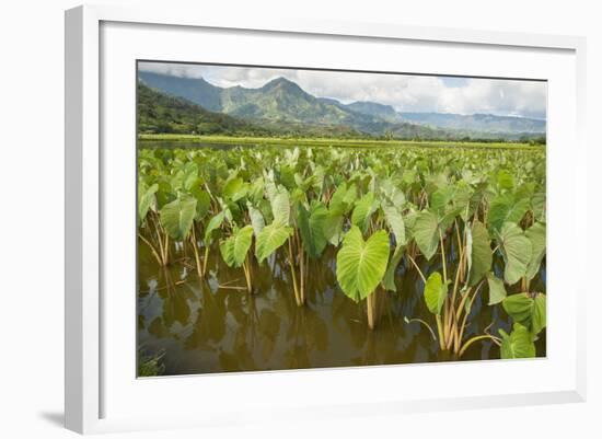 Taro Fields in Hanalei National Wildlife Refuge-Michael DeFreitas-Framed Photographic Print