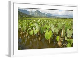 Taro Fields in Hanalei National Wildlife Refuge-Michael DeFreitas-Framed Photographic Print