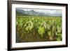 Taro Fields in Hanalei National Wildlife Refuge-Michael DeFreitas-Framed Photographic Print