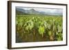 Taro Fields in Hanalei National Wildlife Refuge-Michael DeFreitas-Framed Photographic Print