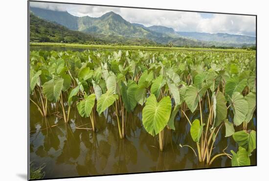 Taro Fields in Hanalei National Wildlife Refuge-Michael DeFreitas-Mounted Photographic Print