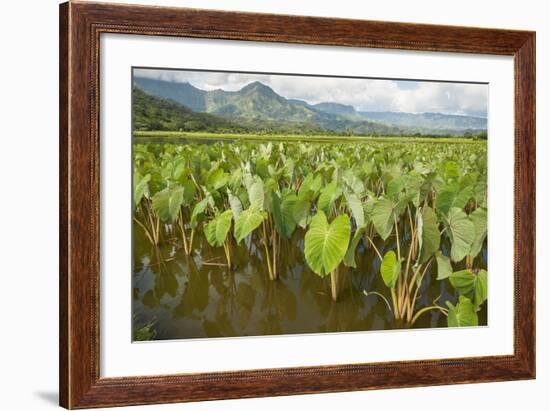 Taro Fields in Hanalei National Wildlife Refuge-Michael DeFreitas-Framed Photographic Print