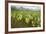 Taro Fields in Hanalei National Wildlife Refuge-Michael DeFreitas-Framed Photographic Print