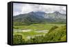 Taro Fields in Hanalei National Wildlife Refuge-Michael DeFreitas-Framed Stretched Canvas