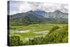 Taro Fields in Hanalei National Wildlife Refuge-Michael DeFreitas-Stretched Canvas