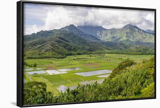 Taro Fields in Hanalei National Wildlife Refuge-Michael DeFreitas-Framed Photographic Print