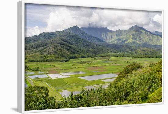 Taro Fields in Hanalei National Wildlife Refuge-Michael DeFreitas-Framed Photographic Print