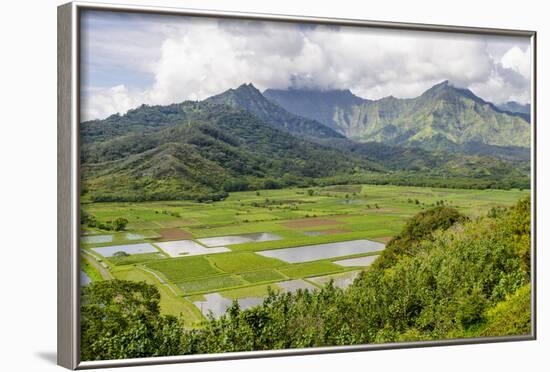 Taro Fields in Hanalei National Wildlife Refuge-Michael DeFreitas-Framed Photographic Print