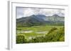 Taro Fields in Hanalei National Wildlife Refuge-Michael DeFreitas-Framed Photographic Print