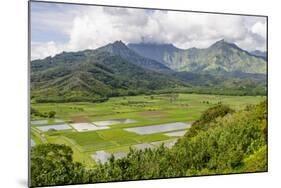 Taro Fields in Hanalei National Wildlife Refuge-Michael DeFreitas-Mounted Photographic Print