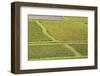 Taro Fields in Hanalei National Wildlife Refuge-Michael DeFreitas-Framed Photographic Print