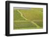 Taro Fields in Hanalei National Wildlife Refuge-Michael DeFreitas-Framed Photographic Print