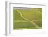 Taro Fields in Hanalei National Wildlife Refuge-Michael DeFreitas-Framed Photographic Print