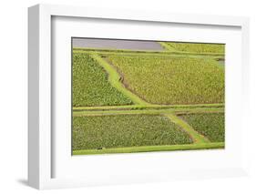 Taro Fields in Hanalei National Wildlife Refuge-Michael DeFreitas-Framed Photographic Print