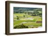 Taro Fields in Hanalei National Wildlife Refuge-Michael DeFreitas-Framed Photographic Print