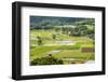 Taro Fields in Hanalei National Wildlife Refuge-Michael DeFreitas-Framed Photographic Print