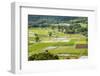 Taro Fields in Hanalei National Wildlife Refuge-Michael DeFreitas-Framed Photographic Print