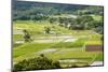 Taro Fields in Hanalei National Wildlife Refuge-Michael DeFreitas-Mounted Photographic Print