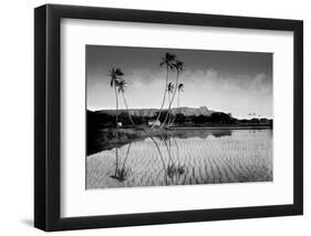 Taro Fields Near Waikiki and Diamond Head, Oahua, Hawaii Circa 1890-null-Framed Photographic Print