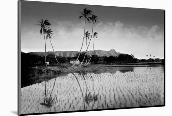 Taro Fields Near Waikiki and Diamond Head, Oahua, Hawaii Circa 1890-null-Mounted Photographic Print