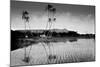 Taro Fields Near Waikiki and Diamond Head, Oahua, Hawaii Circa 1890-null-Mounted Photographic Print