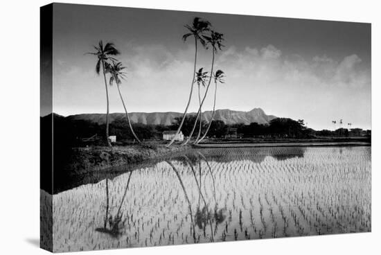 Taro Fields Near Waikiki and Diamond Head, Oahua, Hawaii Circa 1890-null-Stretched Canvas