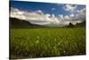 Taro Plant Fields-Terry Eggers-Stretched Canvas