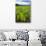 Taro Plant Fields-Terry Eggers-Photographic Print displayed on a wall