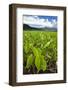 Taro Plant Fields-Terry Eggers-Framed Photographic Print