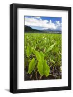 Taro Plant Fields-Terry Eggers-Framed Photographic Print