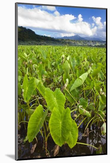 Taro Plant Fields-Terry Eggers-Mounted Photographic Print