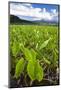 Taro Plant Fields-Terry Eggers-Mounted Photographic Print