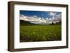 Taro Plant Fields-Terry Eggers-Framed Photographic Print