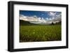 Taro Plant Fields-Terry Eggers-Framed Photographic Print