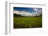 Taro Plant Fields-Terry Eggers-Framed Photographic Print