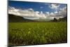 Taro Plant Fields-Terry Eggers-Mounted Photographic Print