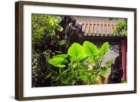 Taro Plant, Foshan Ancestral Temple, Foshan, China-Stuart Westmorland-Framed Photographic Print