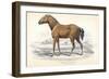 Tarpan, 1830-William Home Lizars-Framed Giclee Print