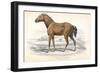 Tarpan, 1830-William Home Lizars-Framed Giclee Print