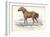 Tarpan, 1830-William Home Lizars-Framed Giclee Print